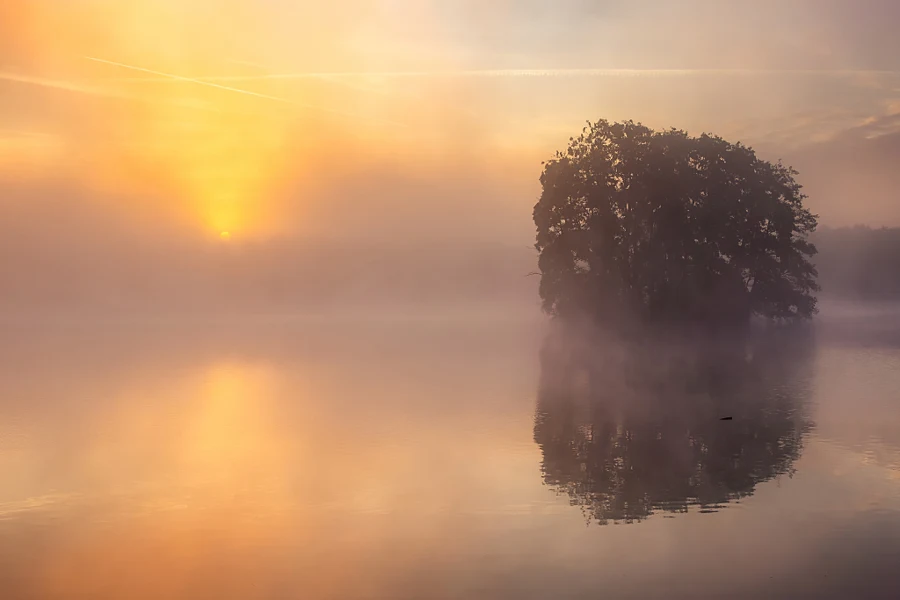 Drzewo nad wodą we mgle i złotym świetle