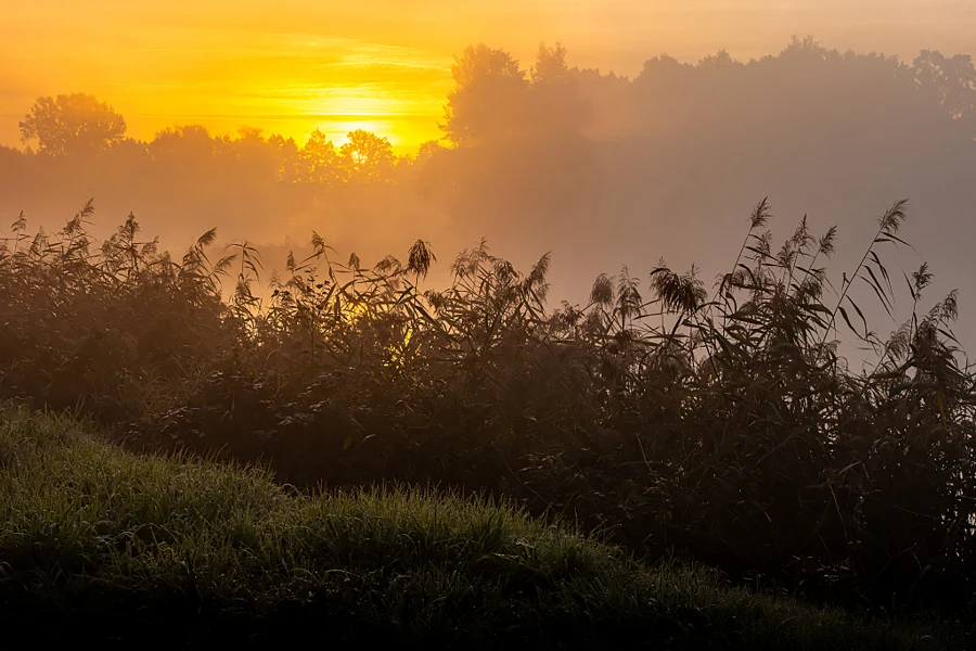 Trzciny nad wodą o złotym poranku