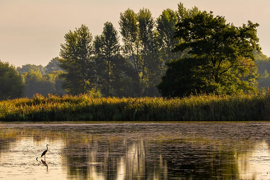 Drzewa nad wodą i ptak na pierwszym planie